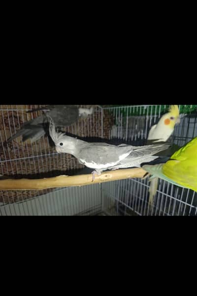 Cockatiel Breeder Pairs