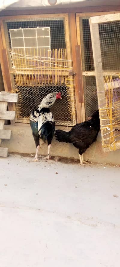 urgent sell 03152276495