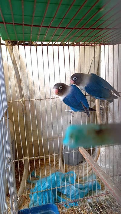 Blue Pasnata Breeder Pair