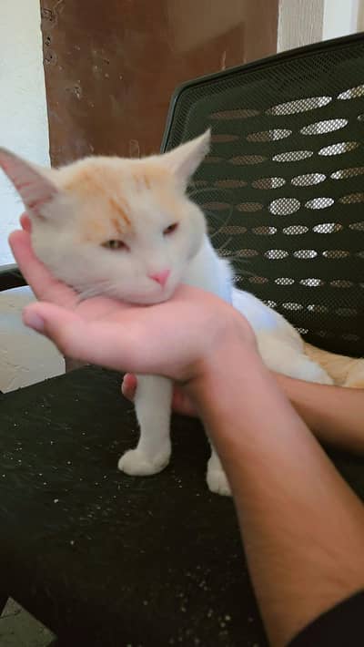 Trained Domestic Cat for Sale – Litter Trained & Friendly”