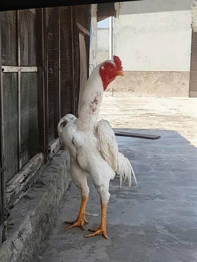 Beautiful Top Quality Paper White set and Shiny Pure Black Set