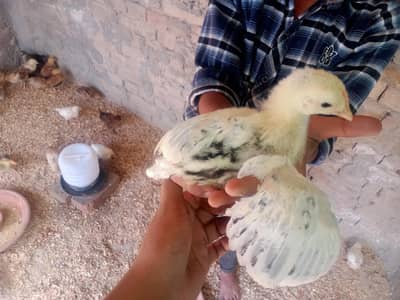 Desi chicks (03017770093) only sim