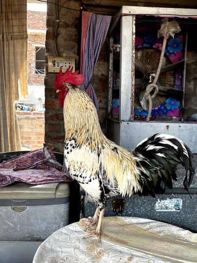 Desi Murgah For sale | Urgent