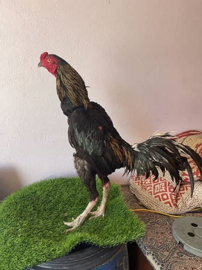 Japane pkoya jis ki smajh ma ayy rabta kr lyy