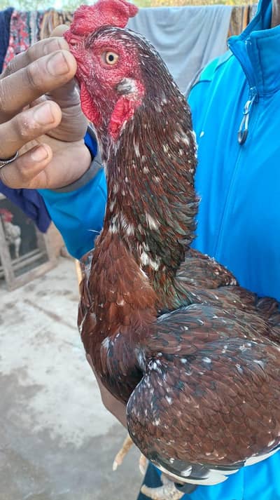 Aseel Mianwali Murgha + 2 Egg Laying Golden Misri Murgiyan
