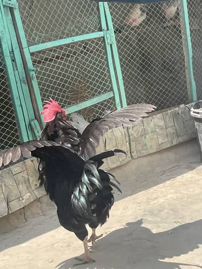 Hen healthy and active for sale