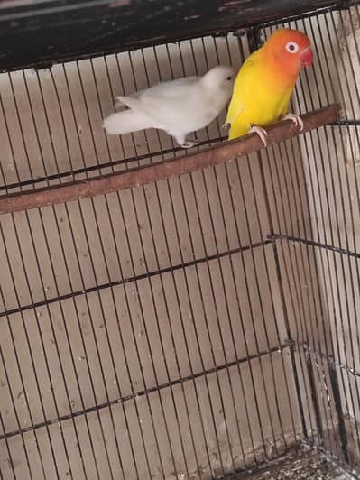 Albino | Cremino | Lovebirds