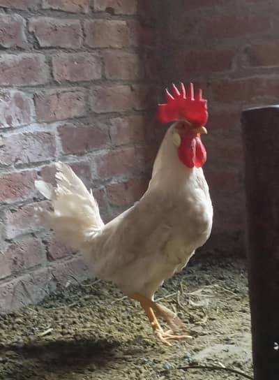 White Murga for Sale