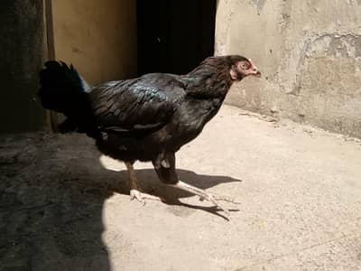 Aseel mianwali + Thaicross female