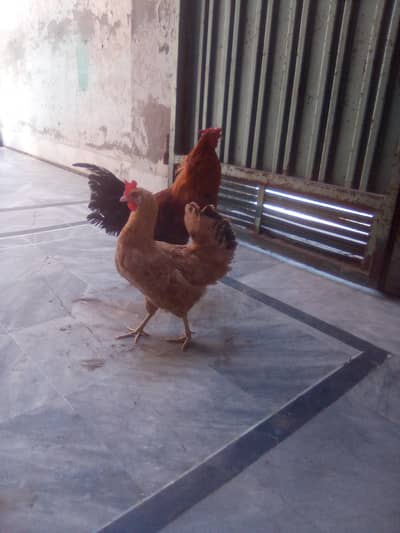 desi murgi aseel dogala murga