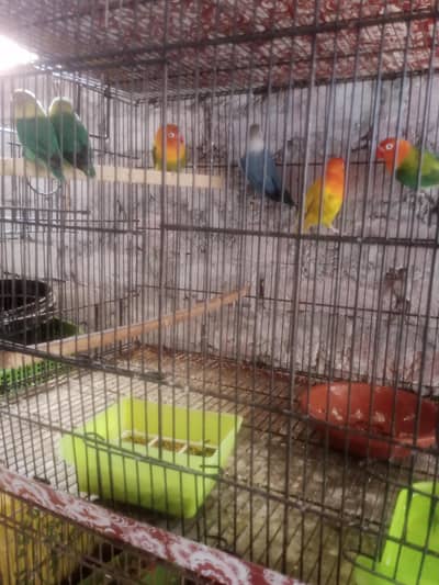Quality pair love birds ,conures, fawn java