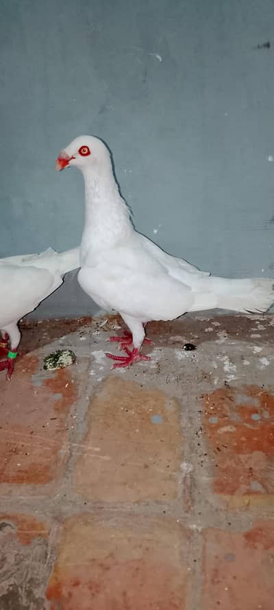 White Danish breeder pair
