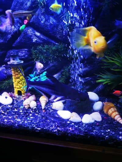 shark big size 1 feet and small