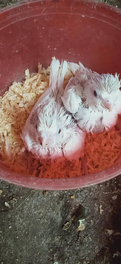 cocktails chicks for sale