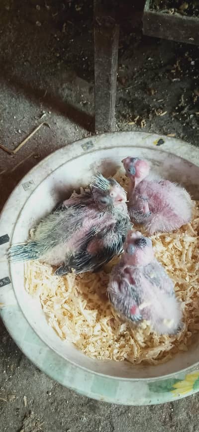 cocktails chicks for sale