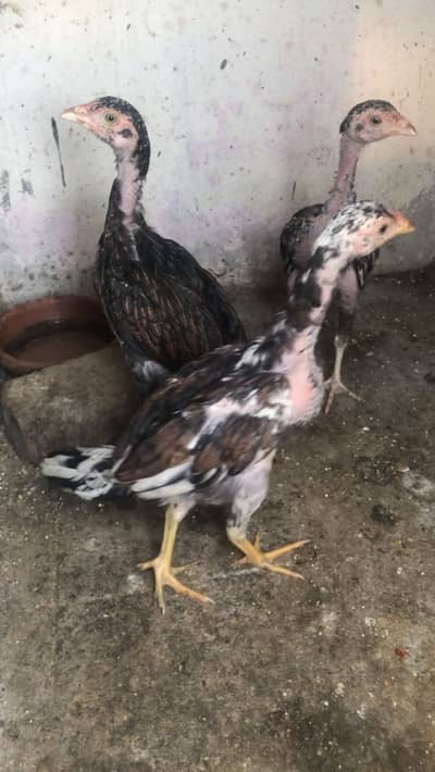 One eye breeder white eyes nok nali double body and 3 chiks available