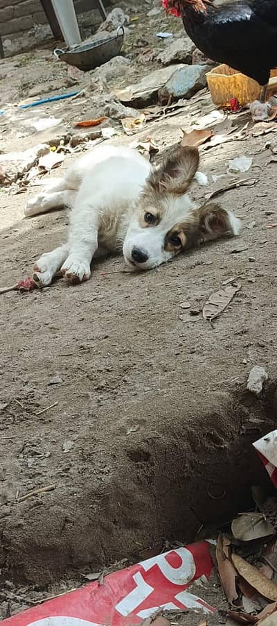 russain pista female