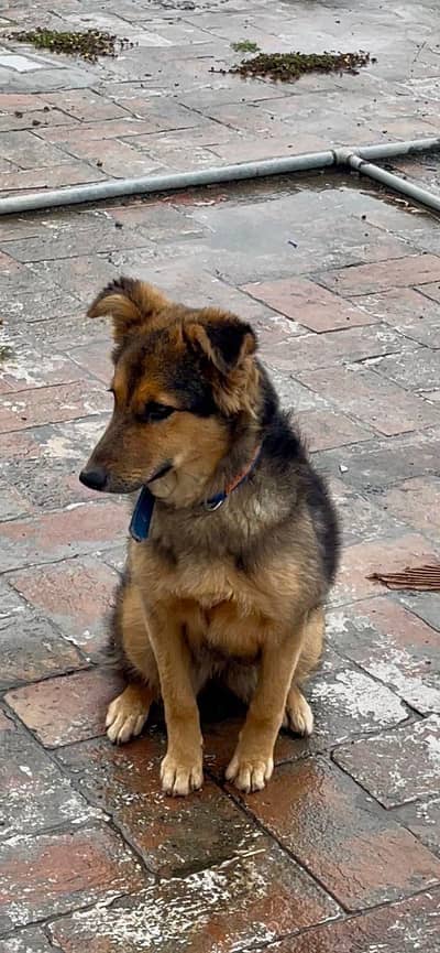 Alsatian female Dog