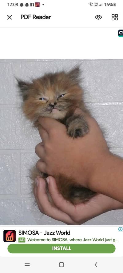 tripple cotted persion kittens with green and blue eyes.