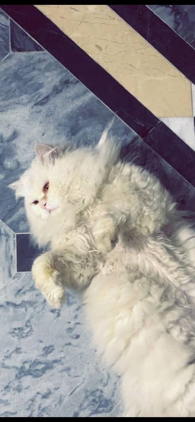 Persian male cat