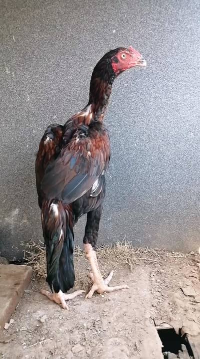 King peela patha /heera patha /heera madi /dasi male