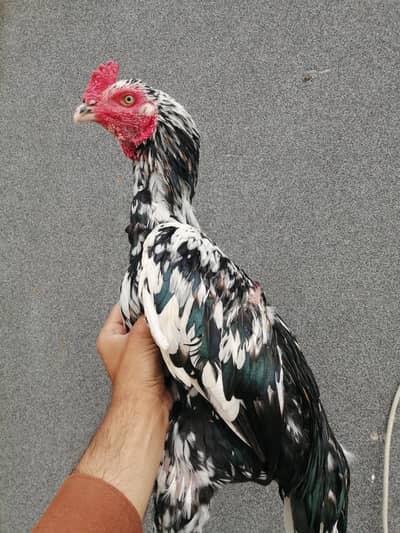 King peela patha /heera patha /heera madi /dasi male