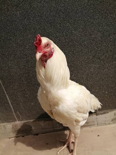 King peela patha /heera patha /heera madi /dasi male