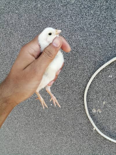 King peela patha /heera patha /heera madi /dasi male