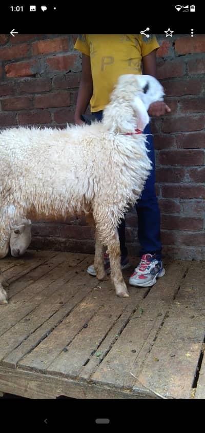 chatra healthy and activ