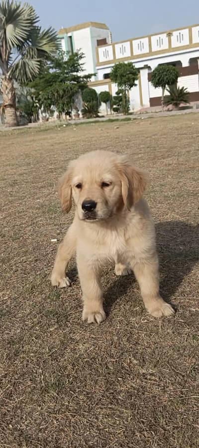 very cute and family puppy