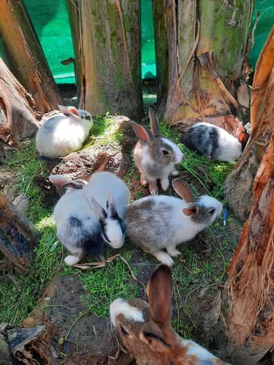 chaild rabbit pr piece 500