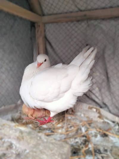 King Grunted Breeder Pair With 2 Chicks