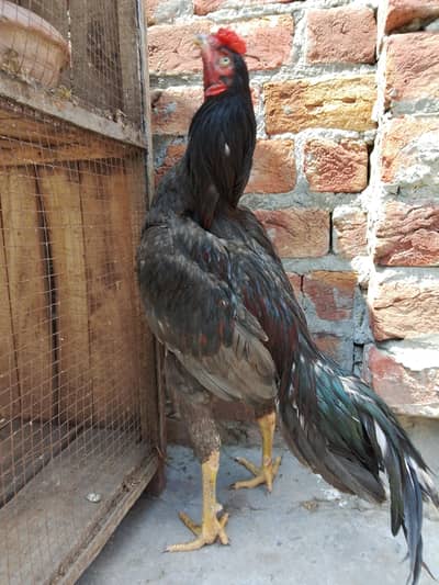 aseel murga for sale 03316427993 WhatsApp or call 