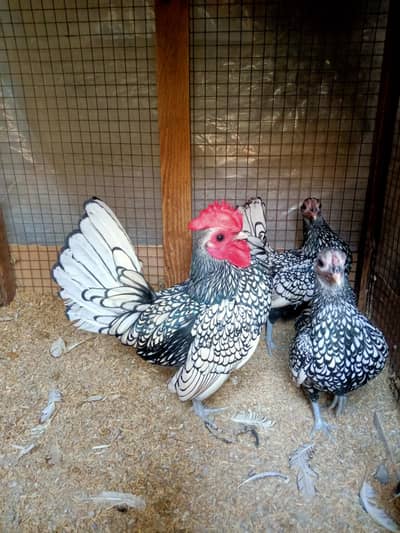 Fancy Chicks Available 0332-4153261
