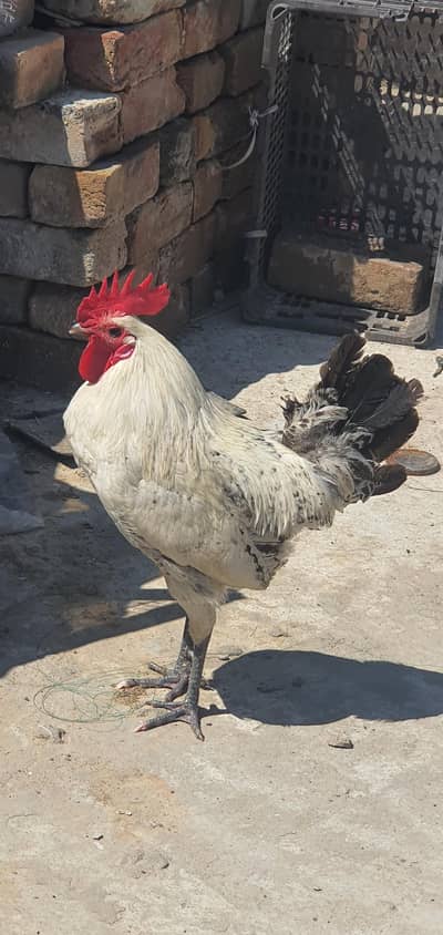 desi murga  wali ha active ha