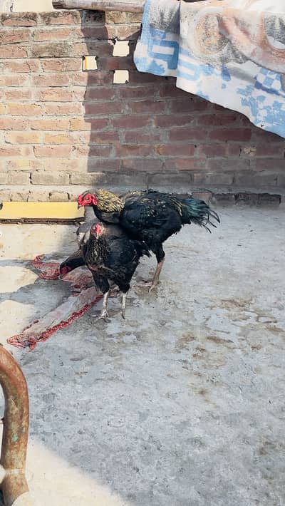 3 jawan aseel hens 1 aseel narr