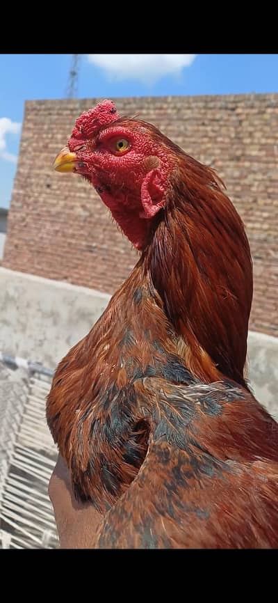 pila patha fulll active achi blod line. se hai masha Allah