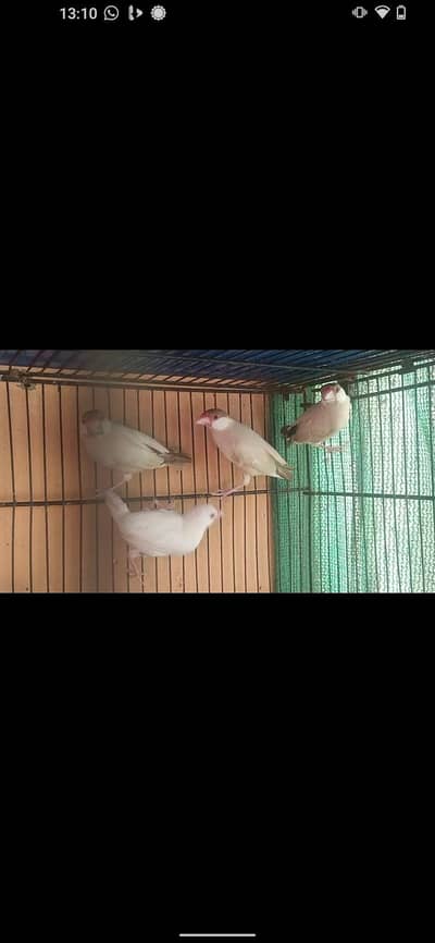 first bread Kara ga 6 piece fawn java 2 opple 2 silver