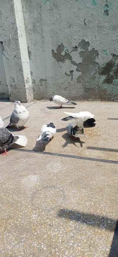 o jory ha full total 7 shirazi ha ak amm ha