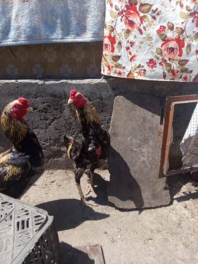 Aseel breeder pair and mixed chicks