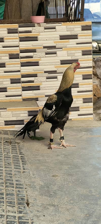 Quality sawa java aseel