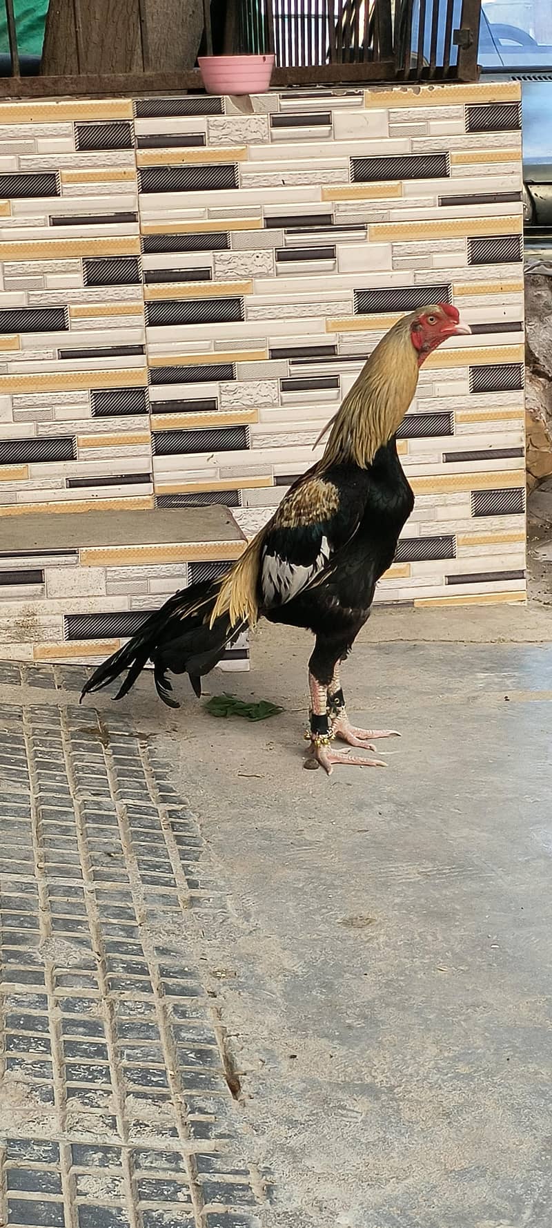 Quality sawa java aseel 1