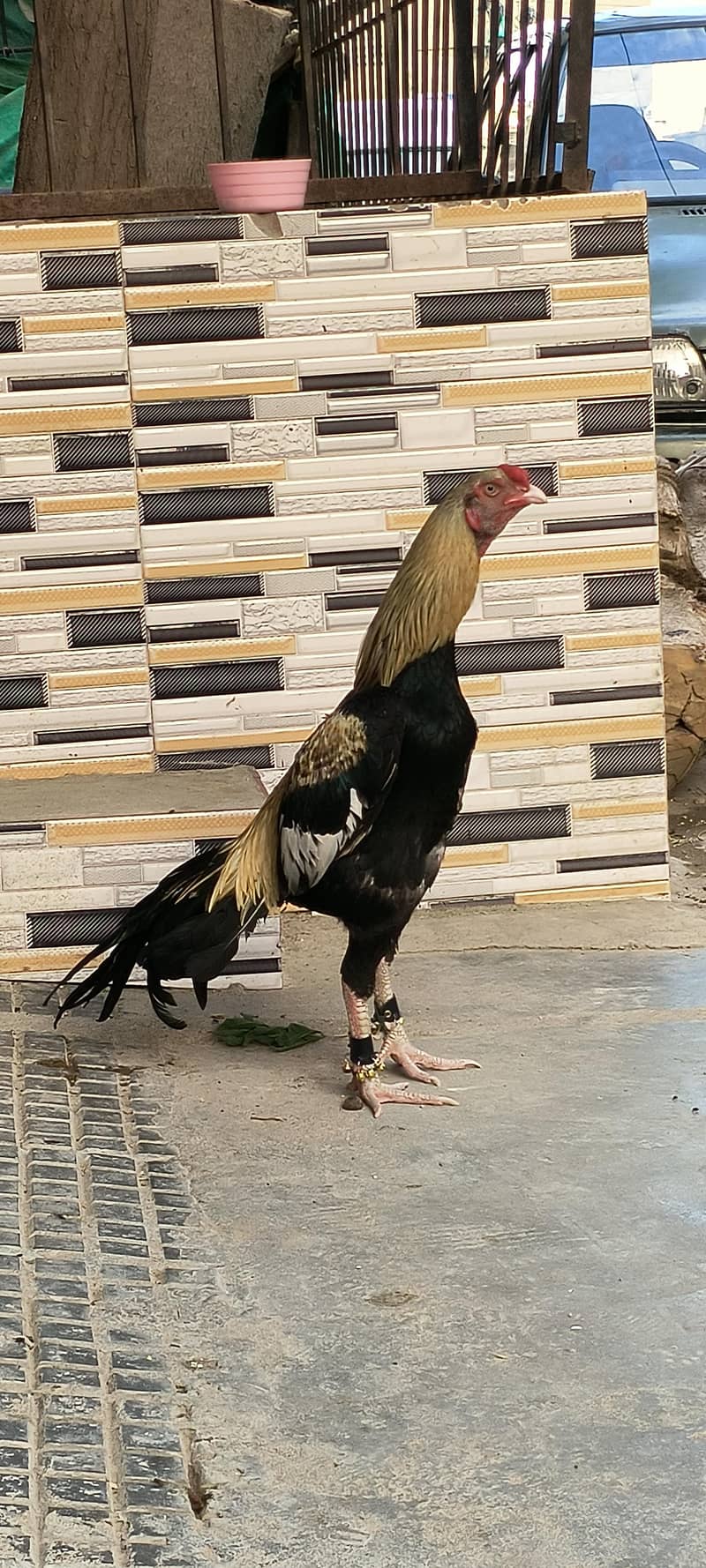 Quality sawa java aseel 2