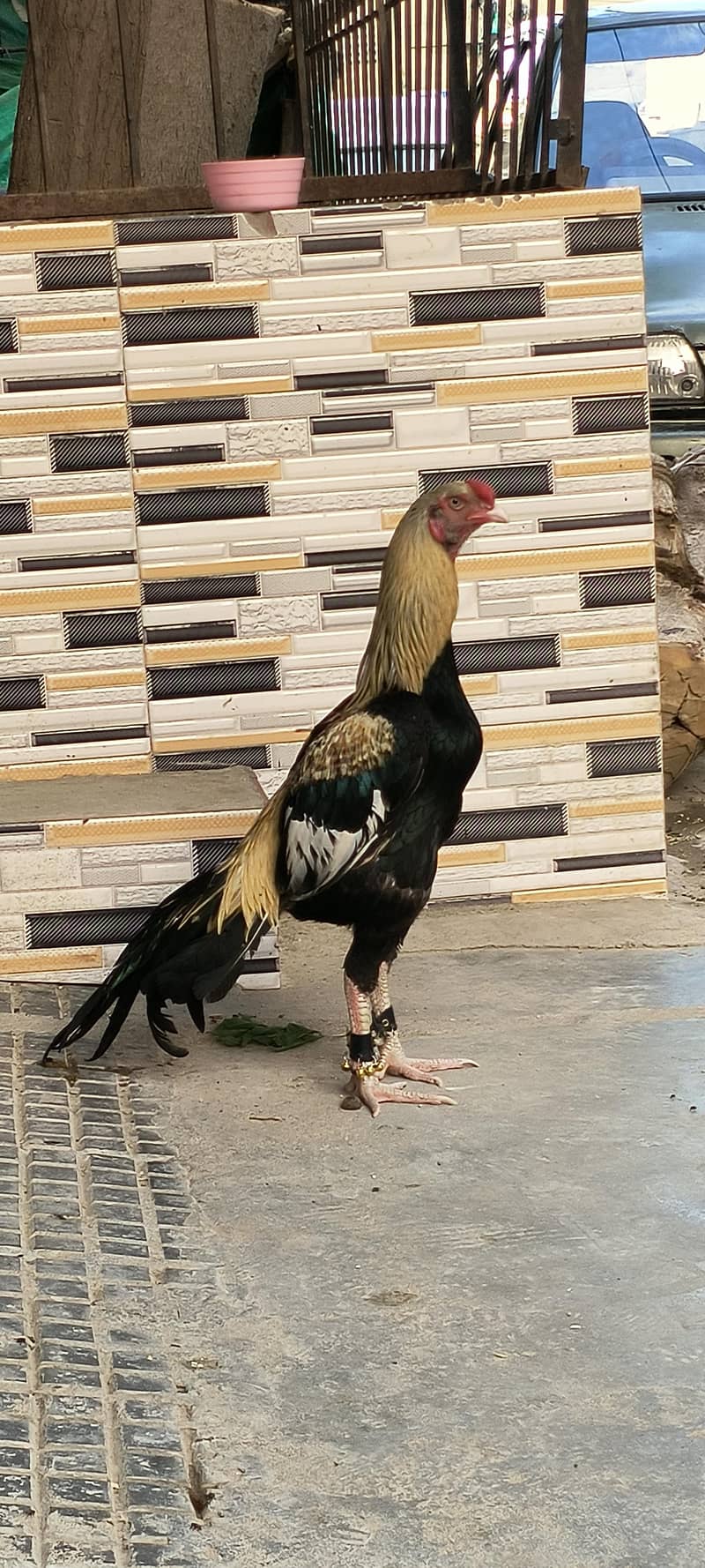 Quality sawa java aseel 3