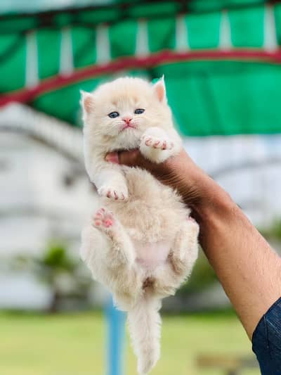 Persian male female kitten