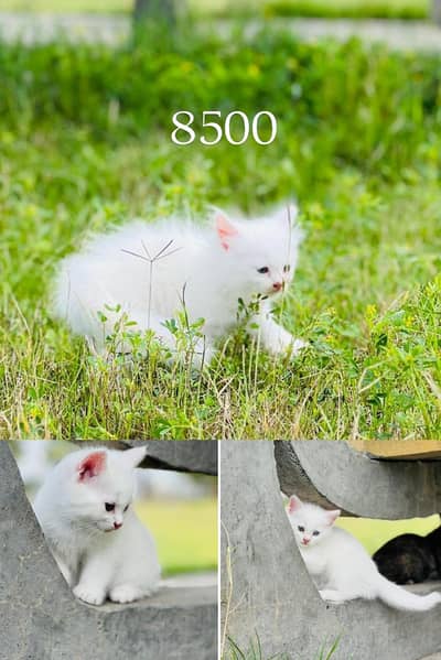 Persian male female kitten