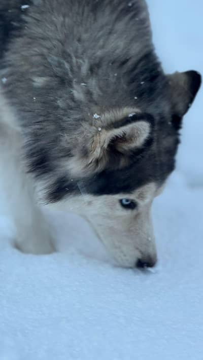husky female for sale or exchange