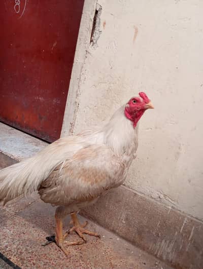 Heera aseel best quality