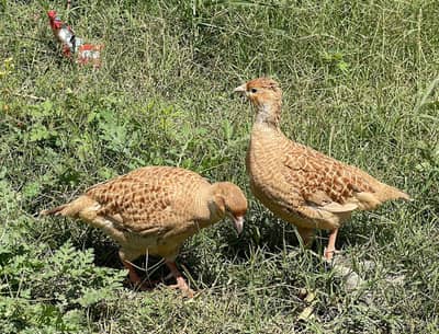 Irani Tetar Pair ready for bread