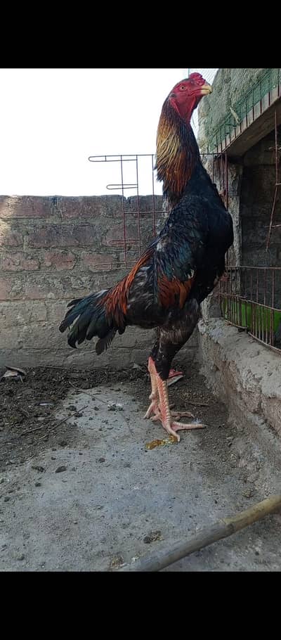 Shamoo pair Shamoo eggs Shamoo chicks